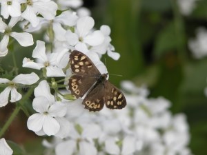 Onverwachte planten en dieren geven groot plezier