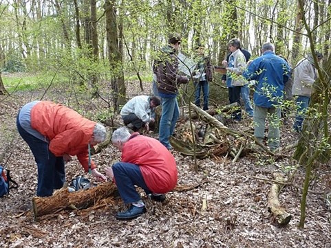 zoeken naar beestjes in dood hout