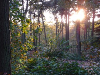 Herfst in het Reeshofbos