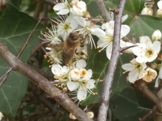 bij en sleedoorn