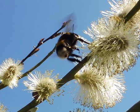 3 Bijen en hommels